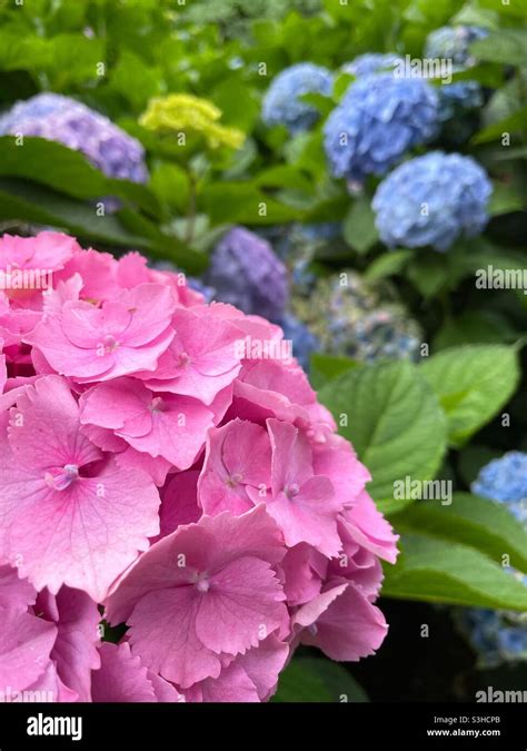 Pink hydrangeas with blue hydrangeas in the background Stock Photo - Alamy
