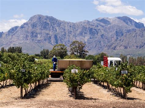 Cape Winelands Most Breathtaking Vineyards for Wine Tasting - World Walks