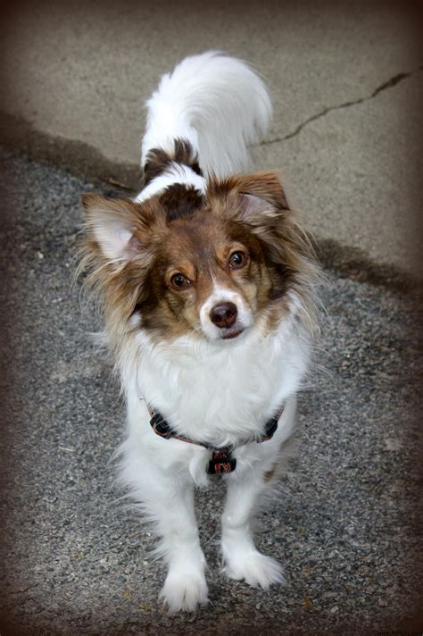 Scout the American Eskimo Poodle Mix - AllMutt.com