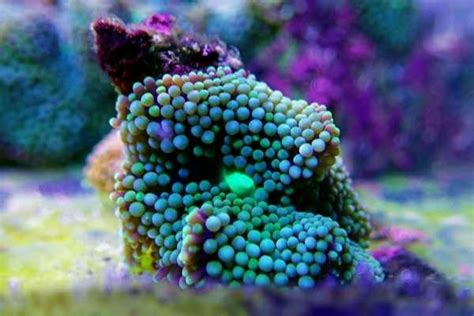 Ricordea florida and Ricordea yuma–Flower mushroom coral care – WZaquarium