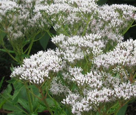 Boneset Common Eupatorium Perfoliatum Seeds