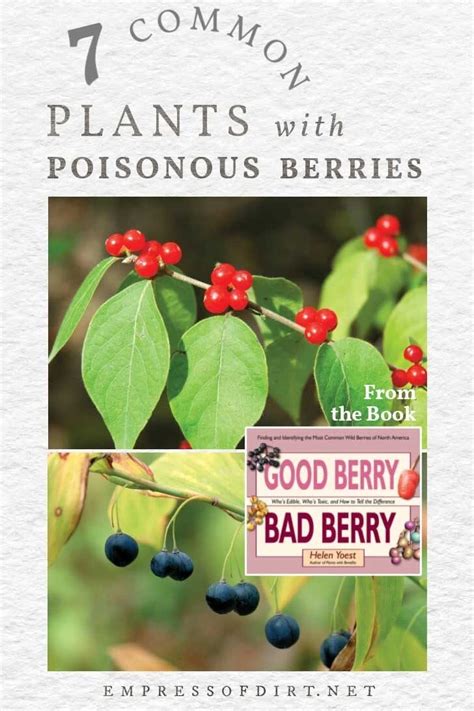 7 Popular Garden Plants with Poisonous Berries (ID Photos)