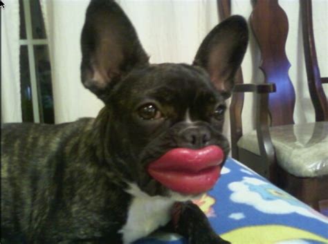 Dog With Lips | Funny Photos 2012 | Funny And Cute Animals