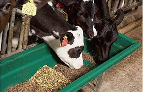 Cattle Feed at Best Price in Udaipur | Gloverse Labs