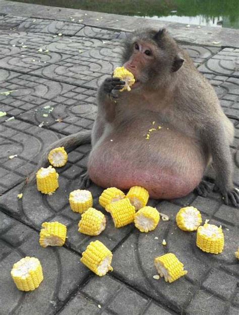 Obese monkey overfed by Thai shoppers sparks comparisons to 'Uncle ...