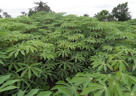 Cassava (manioc) | Diseases and Pests, Description, Uses, Propagation