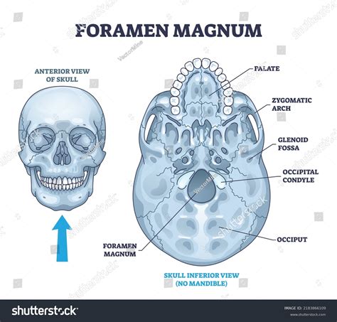 157 Foramen Magnum Bilder, Stockfotos, 3D-Objekte und Vektorgrafiken ...