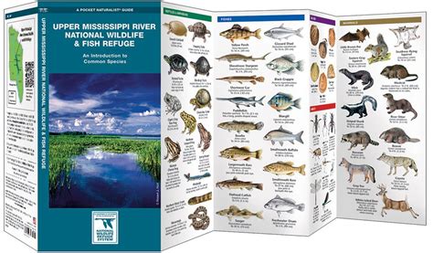 Upper Mississippi River National Wildlife & Fish Refuge (Pocket Naturalist® Guide)