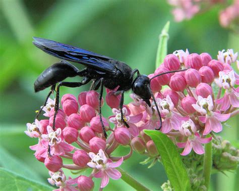 Great Black Wasp Photograph by Doris Potter - Fine Art America