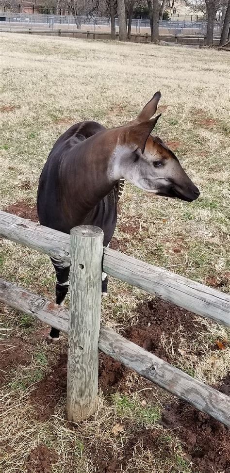 Oklahoma City Zoo - 2019 All You Need to Know BEFORE You Go (with Photos) - TripAdvisor