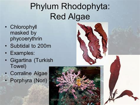 Rhodophyta Examples