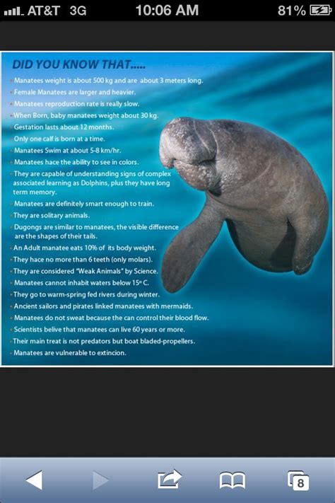 Some Manatee Facts | Manatee facts, Manatee, Animal facts