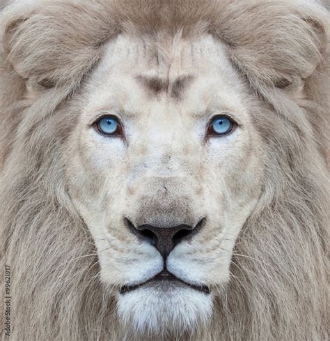 White lion with blue eyes portrait, looking straight at the camera Stock Photo | Adobe Stock