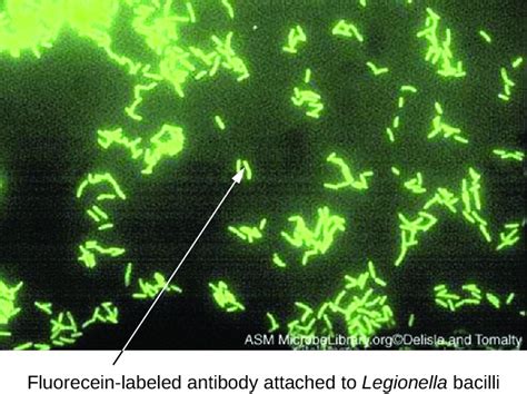 Fluorescent Antibody Techniques | Microbiology