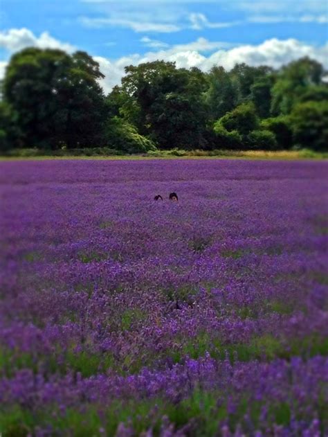 Mayfield Lavender Farm - Banstead, Surrey, England. www.mayfieldlavender.com | Natural world ...