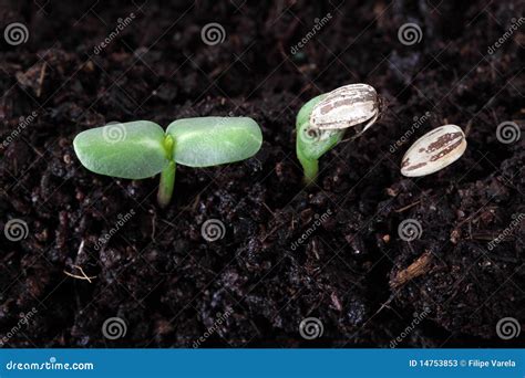 Sunflower seed germination stock image. Image of food - 14753853