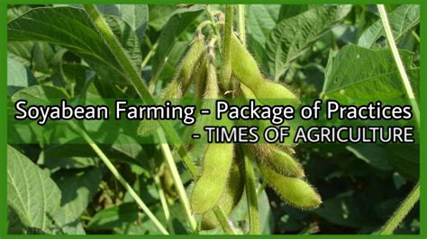 How to Start Profitable Soybean Farming - Package of Practices - TIMES ...