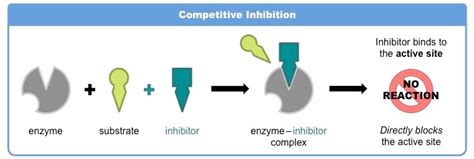 What is the role of competitive inhibitor during enzyme action?It enhance enzyme action.It ...