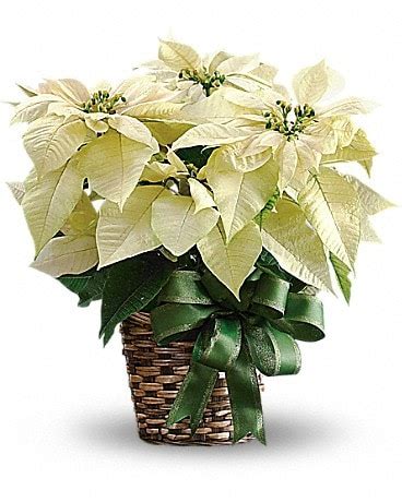 Christmas Flowers Delivery Altavista VA - Steve's Florist, Inc.