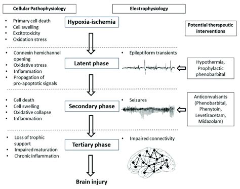 Flow diagram showing the phases of injury including hypoxia-ischemia ...