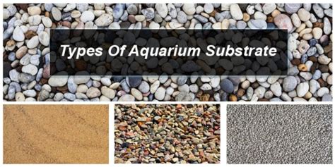 Types Of Aquarium Substrate | Home Aquarium Guide