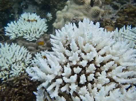 All You Need to Know About Coral Bleaching - American Oceans