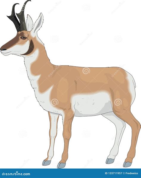 Pronghorn Antelope Illustration Stock Vector - Illustration of antelope ...