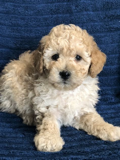 Miniature Poodle For Sale in Ohio (38) | Petzlover