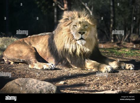 Lion in the Sun - Sunbathing - Sunny Day Stock Photo - Alamy