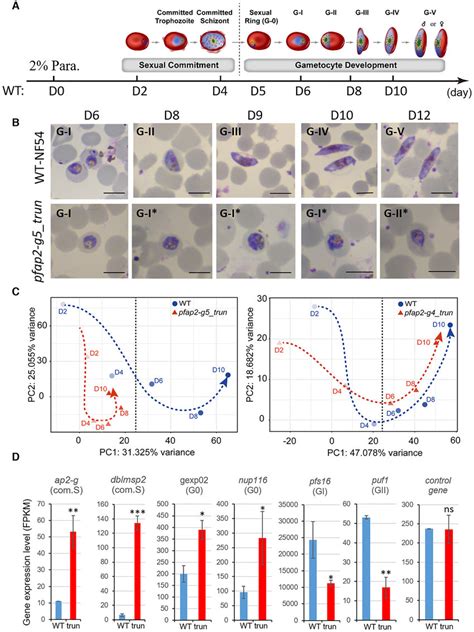 PfAP2-G5 is essential for the development of early-stage gametocytes ...