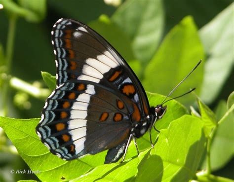 White Admiral Limenitis arthemis arthemis | Butterflies and Moths of ...