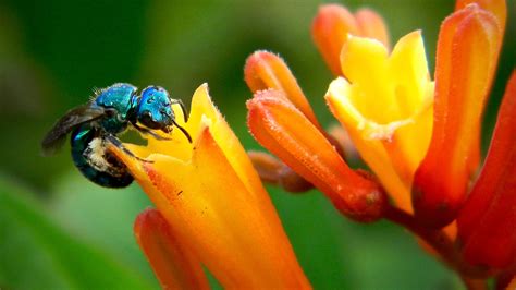 Scientists Spot 'Ultra-Rare’ Blue Bee Feared Extinct - EcoWatch