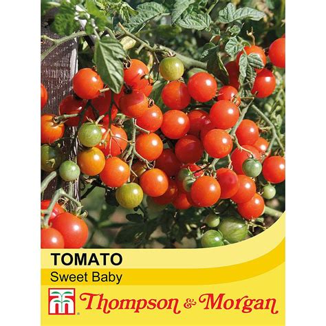 Tomato 'Sweet Baby' seeds | Thompson & Morgan