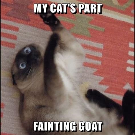 MY CAT'S PART FAINTING GOAT - Lolcats - lol | cat memes | funny cats ...