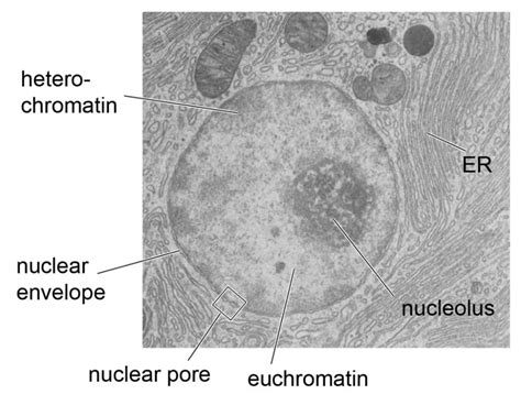 Cell Nucleus - function, structure, and under a microscope - Rs' Science | Eukaryotic cell ...