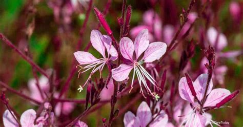 What Are The Best Gaura Companion Plants? Our Picks