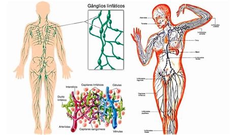 Estructura del sistema linfático - Blog de CIM Formación