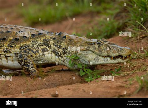 Broad-snouted Caiman (Caiman latirostris) portrait, South America Stock Photo - Alamy