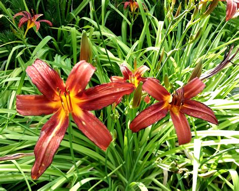 A must have summer plant: Hemerocallis-Daylily - Grow a Green