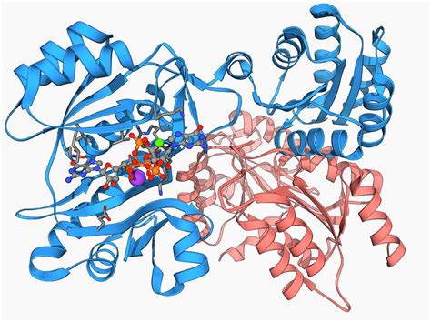 Succinyl Coa Structure