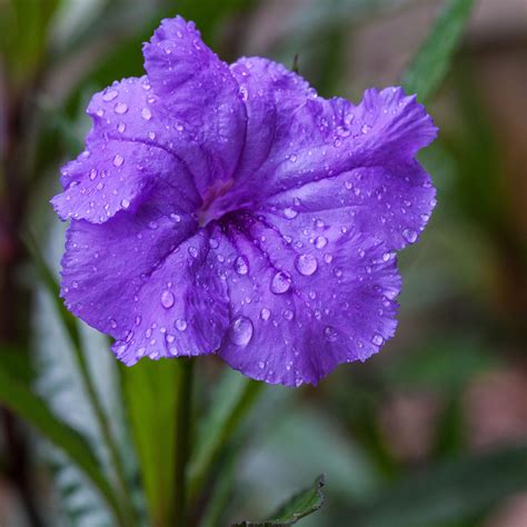 Mexican Petunia (Purple Showers) Desert Plant Care