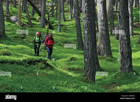 Caledonian forest hi-res stock photography and images - Alamy