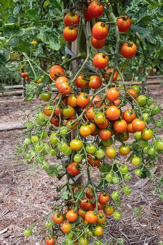 D75_4340-1 | "Sweet Million" cherry tomatoes seem aptly name… | Mark ...