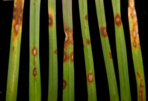 Leaf Spot Diseases in Landscape Turf — Plant & Pest Advisory