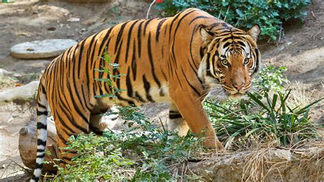 Malayan Tiger Facts, Habitat, Diet, Population, Pictures