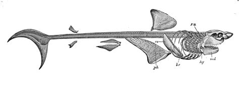 Fish & Shellfish Identification — The Culinary Pro