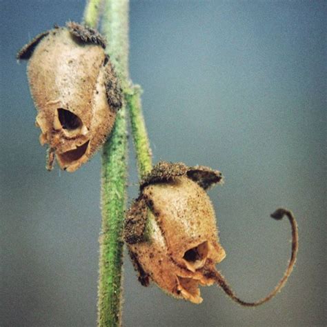 "Oh y'all wanted a twist?! How about snapdragons' dried seed pods? 💀 ...