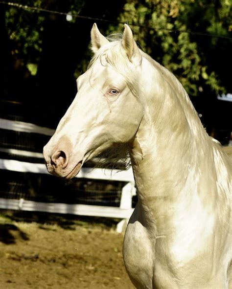 403 best Lusitano images on Pinterest | Beautiful horses, Pretty horses ...