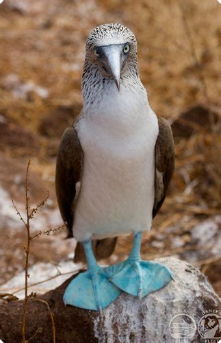 Galapagos Islands Animals - What you Can Expect to See Above and Below the Water - Fly & Sea ...