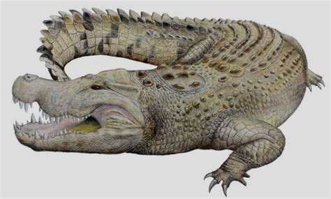 New extinct crocodile species has been found in Central Australia